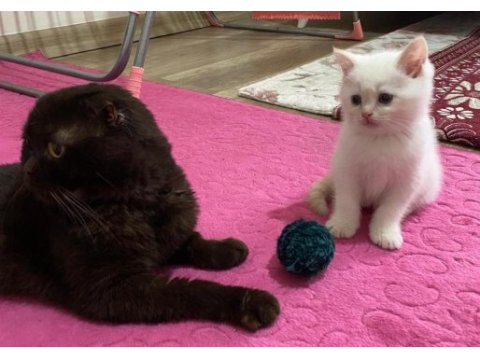 Mavi gözlü british shorthair dişi yavru yuva arıyor