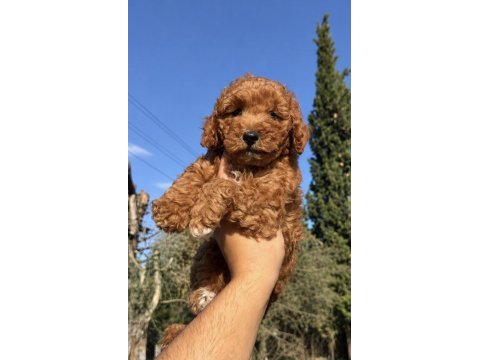 Red toy poodle