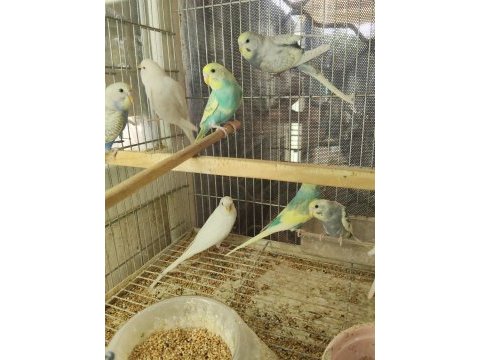 Ele alıştırmalık erkek 30 günlük bebek kuşlar