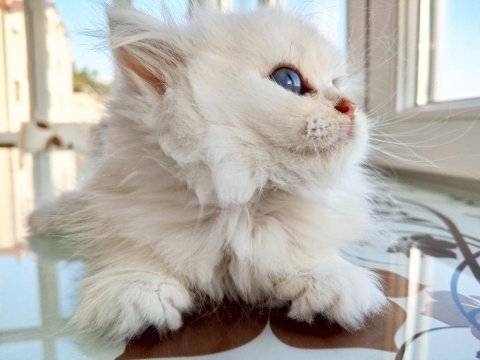 Ev üretimi kedi yavrumuz longhair