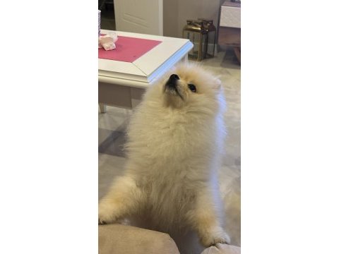 Pomeranian boo