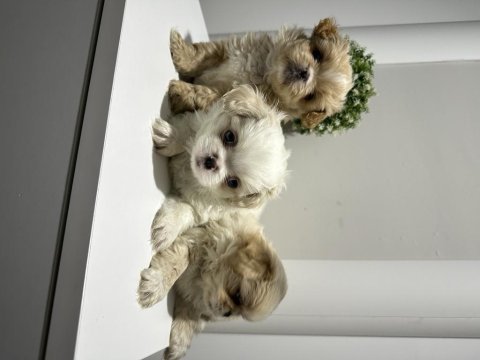 Maltipoo yavrular