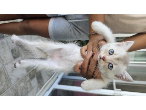 Scottish fold (erkek) 29.04.2024 doğumlu