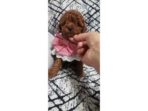 Toy poodle yavru
