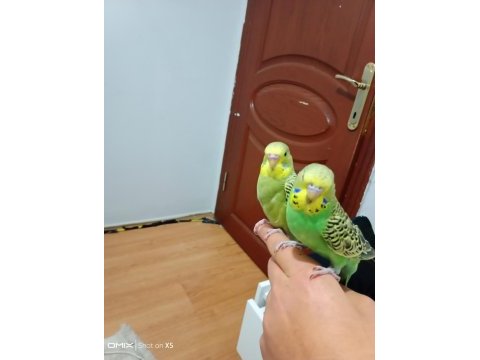Jumbo ele alıştırmalık muhabbet kuşu