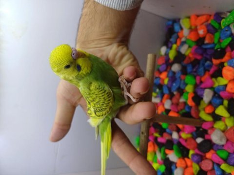 Muhabbet kuşu yavru