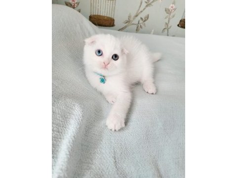 Minnoş gözlü bebek scottish fold