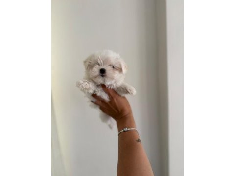 Kar topu bebek köpeğimiz