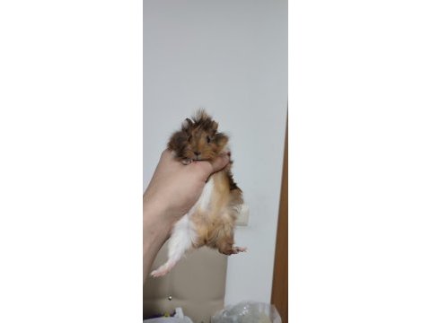 Evcil 3 adet yavru guinea pig ele alıştırmaya uygun