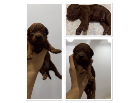 Toy poodle