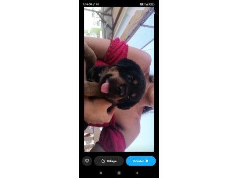 Koca kafalı safkan rottweiler yavruları