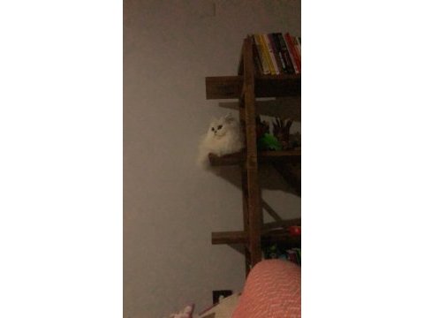 British longhair yavrular