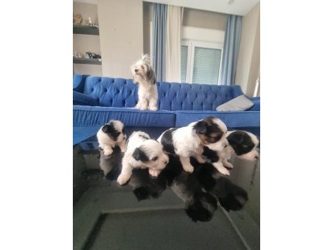 Veteriner kontrolünde teslim edilecek morkie yavruları