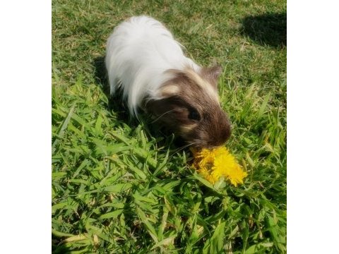 Guinea pig mia kalıcı ev arıyor