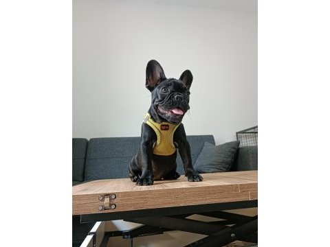 A+ kalite french bulldog lekesiz siyah özel renk
