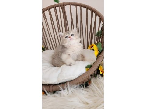 Çok özel safkan brıtısh blue golden-golden yavrular hazır