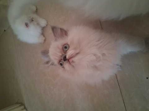 Yavru iran kedimiz