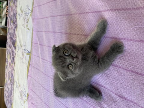 Scottish fold yavrularım yuvasını arıyor