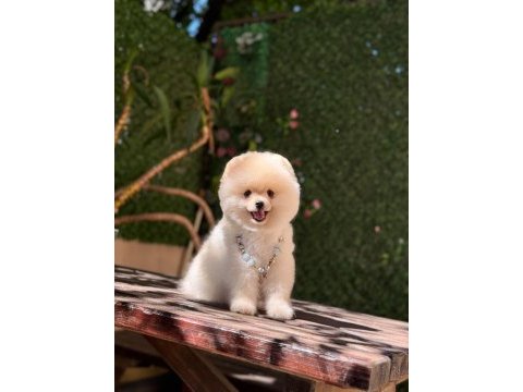 Sağlık ve ırk garantili pomeranian