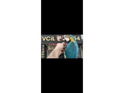 Macaw sarı lacivert 1 yaşında