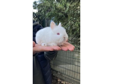 Orijinal hollanda cüce tavşan