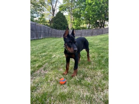 Estetik güzelleri saf kan doberman bebişler