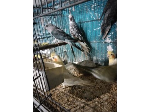Sultan karakiri şarkıcı paraket mevcuttur