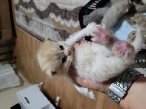 Scottish fold kedimiz 4 adet