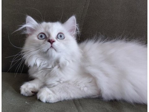 British longhair 3.5 aylık erkek