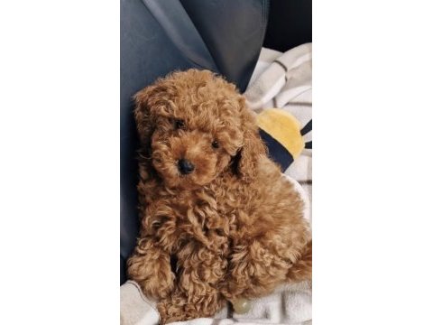 Toy poodle köpeği