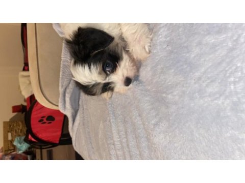 Maltipoo dişi yatlı bir yavru