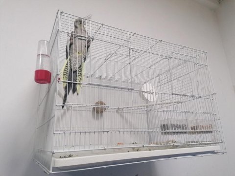 1 tane ele alışkın sultan papağanı