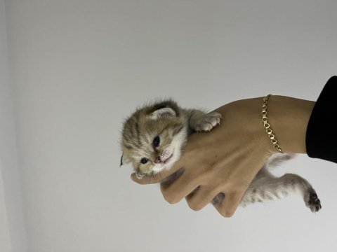 Uysal dişi scottish fold