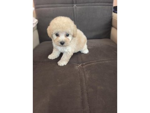 Anne altından apricot poodle bebek
