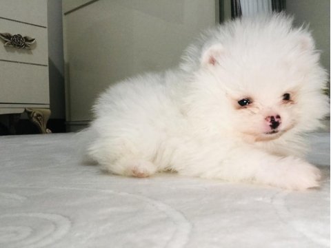 Pomeranian boo