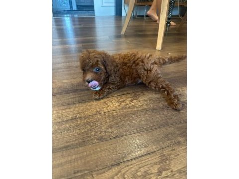 Kore toy poodle erkek