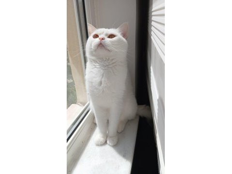 2 yaşında ev kedisi