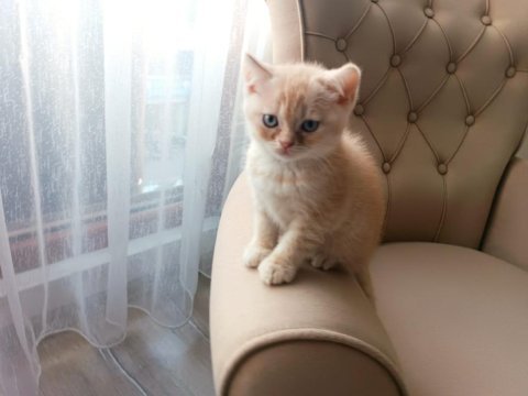 2 aylık british shorthair yavru kediler