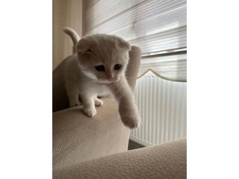 Evin neşesi safkan yavru scottish fold