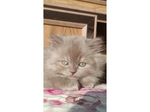 Kucak bağımlısı üst kalite british longhair erkek