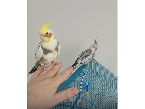 45 günlük yavru sultan papağanı