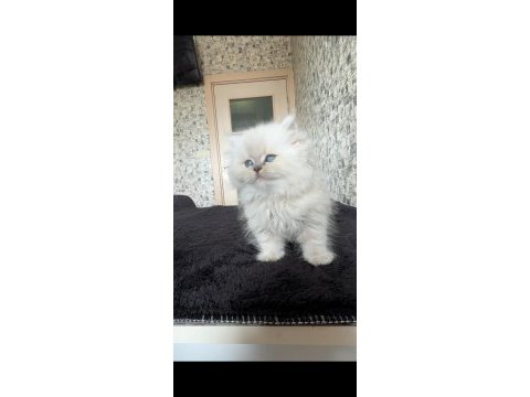 British longhair erkek