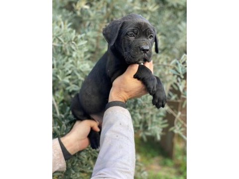 A kalite cane corso yavrular