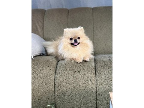 Pomeranian show class 