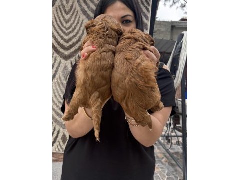 Ufacık koyu renk maltipoo yavrularım