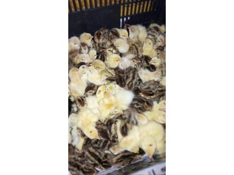Yeni çıkım bıldırcın yavruları (6 çeşit)