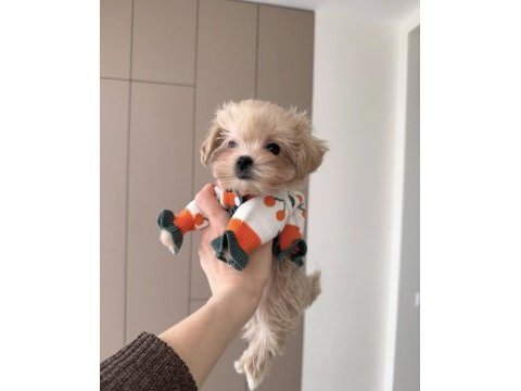 Tea cup maltipoo bebeklerimiz