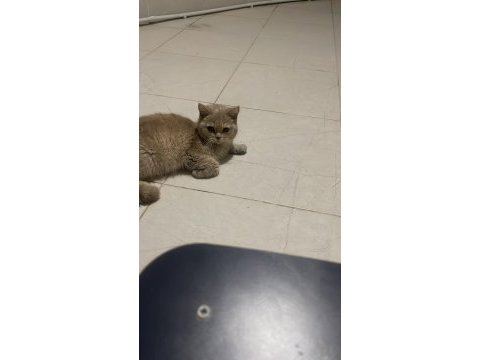 2. yaşında ücretsiz dişi british shorthair acil