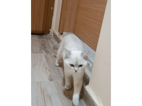 Safkan british shorthair bluepoint 6 aylık erkek
