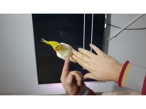 Sultan papağanı yavruları